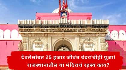 देवतेसोबत 25 हजार जीवंत उंदरांचीही पूजा! या मंदिराचं रहस्य काय?.