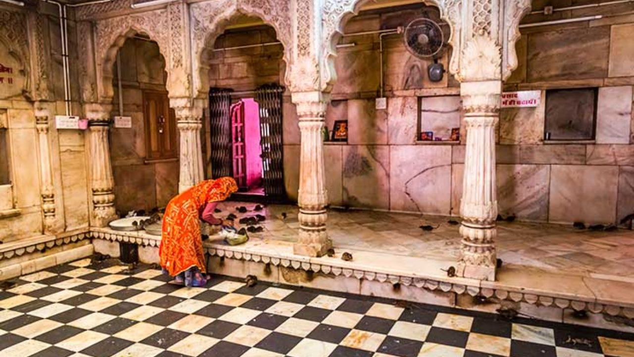 उंदरांना हा नैवेद्य अर्पण केला जातो : मंदिरात येणारे भाविक या उंदरांसाठी दूध, मिठाई आणि इतर पदार्थ अर्पण करतात. भक्तगण उंदरासोबत मंदिर परिसरात मोकळेपणाने फिरतात आणि त्यांना त्रास न देता आदराने वागवतात. 