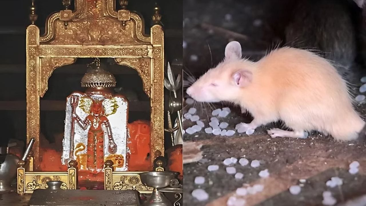 पांढरा उंदीर सर्वात पवित्र :मंदिरातील पांढरे उंदीर विशेष पवित्र मानले जातात. धार्मिक मान्यतेनुसार ते करणी माता आणि त्यांच्या मुलांचे रूप असल्याचं मानलं जातं. त्यामुळे एखाद्या भाविकाला पांढरा उंदीर दिसणं शुभ मानलं जातं.