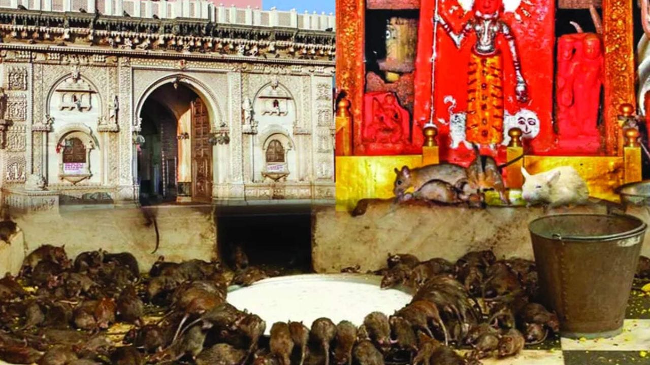 राजस्थान पर्यटन विभागाच्या माहितीनूसार या मंदिरात 25,000 हून अधिक उंदीर आहे. हे उंदीर मंदिराच्या भिंती, फरशी आणि वेगवेगळ्या कोपऱ्यांमध्ये सहजपणे फिरत असतात. अनेकवेळा भाविकांच्या पायाजवळूनही उड्या मारत असतात. 