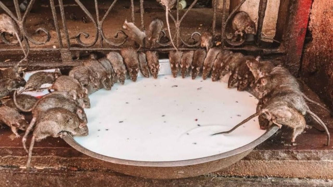 करणी माता आणि उंदराचा काय आहे संबंध : या संबंधामागे एक आख्यायिका सांगितली जाते. करणी मातेचा सावत्र मुलगा लक्ष्मण तलावात बुडून मरण पावला. त्यानंतर करणी मातेने यमदेवाकडे पुन्हा जीवंत करण्याची विनंती केली. त्यानुसार लक्ष्मणाला पुन्हा जीवनदान मिळालं आणि करणी मातेचा पुत्राने उंदराच्या रूपाने पुनर्जन्म मिळाला. अशी मान्यता आहे.