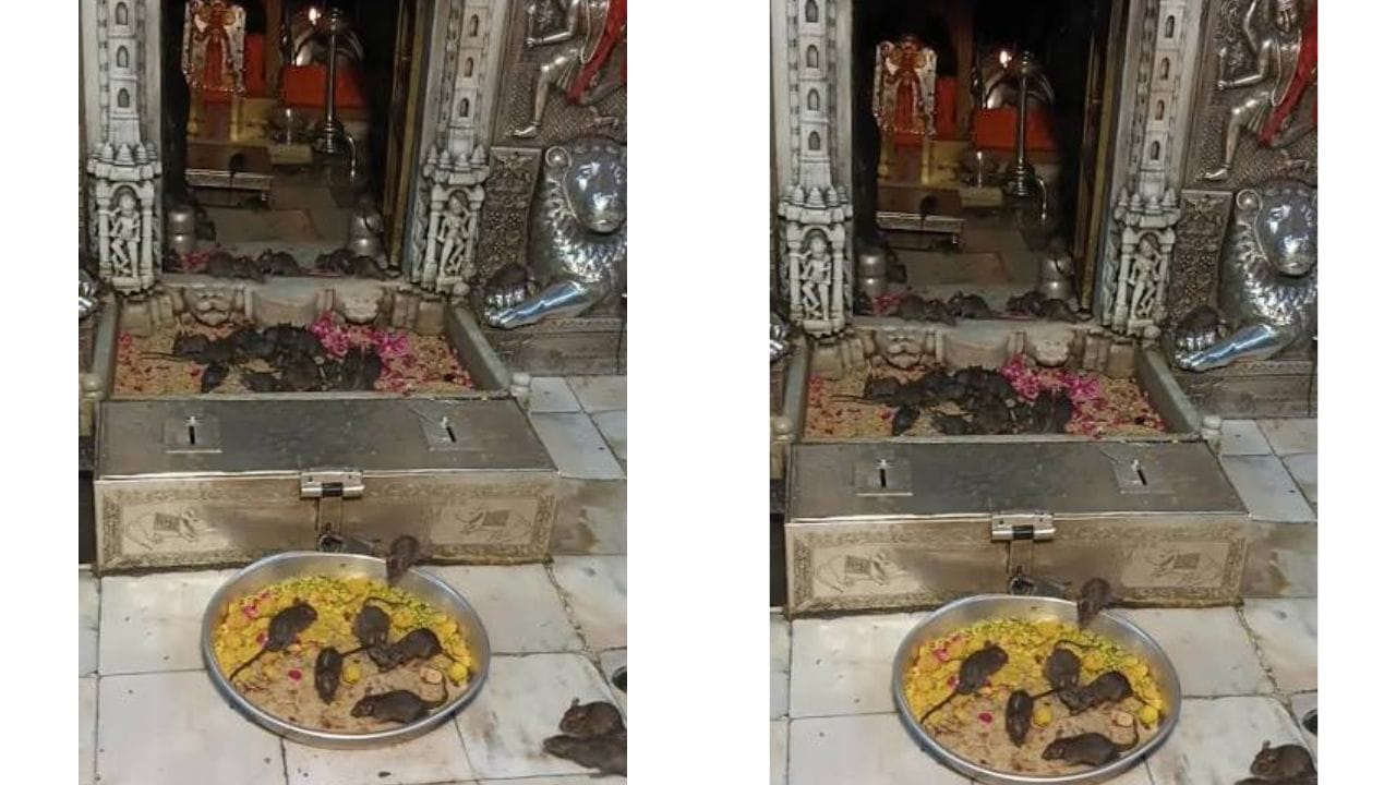 या उंदरांना "कब्बा"  म्हणतात : या मंदिरात उंदाराला देव "कब्बा" म्हणून संबोधले जाते. करणी मातेच्या भक्तांशी आणि कुटुंबाशी त्यांचा संबंध असल्याची धार्मिक मान्यता आहे. त्यामुळे मंदिरात त्यांना इजा करणं किंवा मारणं पाप समजलं जातं.
