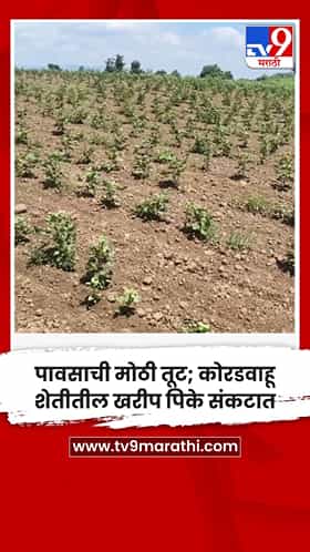 पावसाची मोठी तूट; कोरडवाहू शेतीतील खरीप पिके संकटात