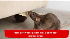 Mouse In Home :   घरात उंदरांचा सुळसुळाट?  या 5 सोप्या उपायांनी उंदरांना घरातून कायमचे हाकलवा