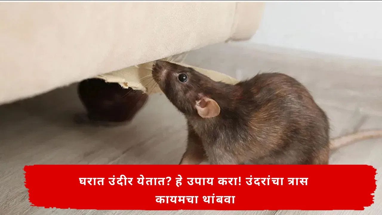 Mouse In Home : घरात उंदरांचा सुळसुळाट? या 5 सोप्या उपायांनी उंदरांना घरातून कायमचे हाकलवा Mouse In Home : घरात उंदरांचा सुळसुळाट? या 5 सोप्या उपायांनी उंदरांना घरातून कायमचे हाकलवा
