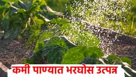कमी पाण्यात भरघोस उत्पन्न! दुष्काळातही भाजीपाला फुलणार, हा भाजीपाला शेतकऱ्यांसाठी वरदान