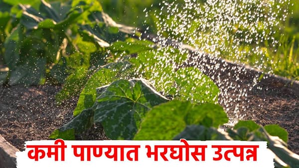 कमी पाण्यात भरघोस उत्पन्न! दुष्काळातही भाजीपाला फुलणार, हा भाजीपाला शेतकऱ्यांसाठी वरदान