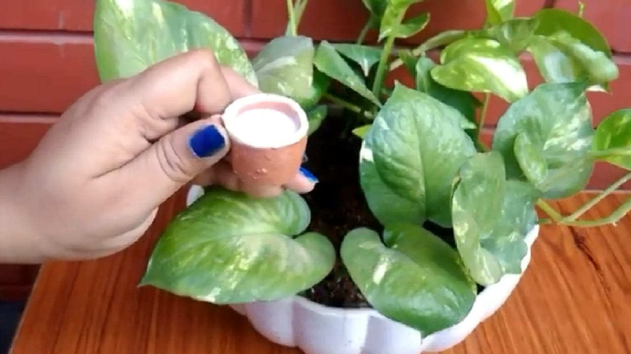 वास्तुशास्त्रातील काही मान्यतांनुसार, दूध हे पवित्रता आणि समृद्धीचे प्रतीक मानले जाते. मनी प्लांटच्या मातीत दूध ओतल्याने देवी लक्ष्मीची कृपा राहते, घरात धन-धान्य वाढते आणि कुटुंबात सुख-शांती नांदते अशी श्रद्धा आहे.