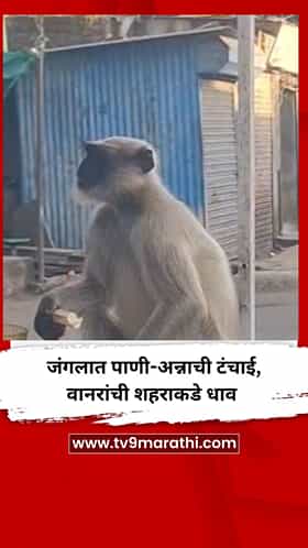 जंगलात पाणी-अन्नाची टंचाई, वानरांची शहराकडे धाव