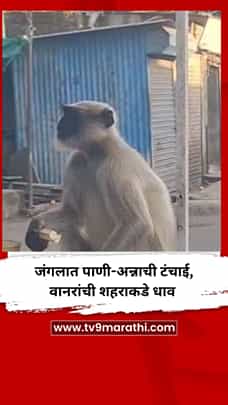 जंगलात पाणी-अन्नाची टंचाई, वानरांची शहराकडे धाव-1773715
