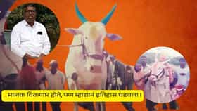ओम्या बैलाप्रमाणेच होता साताऱ्याचा म्हाद्या, मालकाने ज्याची समाधी बांधली..