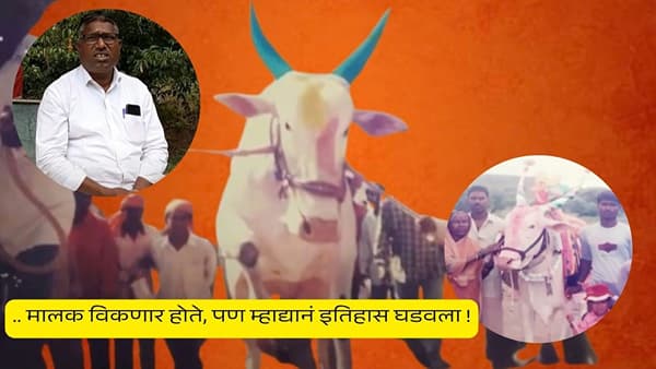 ओम्या बैलाप्रमाणेच होता साताऱ्याचा म्हाद्या, मालकाने ज्याची समाधी बांधली..