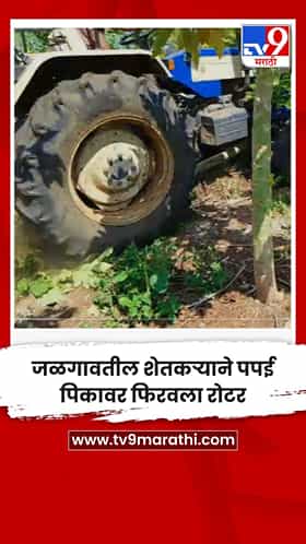 जळगावतील शेतकऱ्याने पपई पिकावर फिरवला रोटर