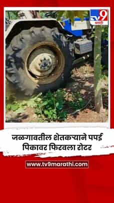 जळगावतील शेतकऱ्याने पपई पिकावर फिरवला रोटर-1771024