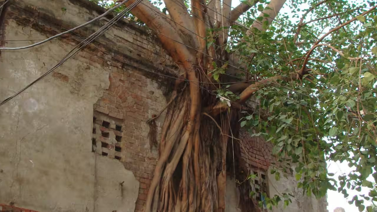 यामुळे वास्तुदोष, आर्थिक अडचणी आणि कुटुंबातील सदस्यांमध्ये वाद निर्माण होऊ शकतात, अशी लोकमान्यता आहे. मात्र, या दाव्यांना वैज्ञानिक आधार नाही.