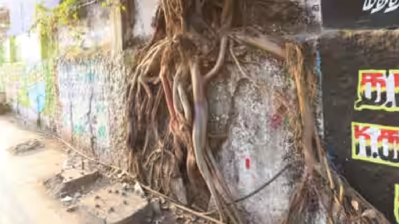 मात्र, घराच्या भिंतीत, छतावर किंवा अंगणात पिंपळाचे रोप उगवल्यास ते शुभ मानले जाते की अशुभ, असा प्रश्न अनेकांना पडतो.ज्योतिषशास्त्र आणि वास्तुशास्त्रातील काही मान्यतांनुसार, घरात पिंपळाचे झाड उगवणे शुभ मानले जात नाही. 