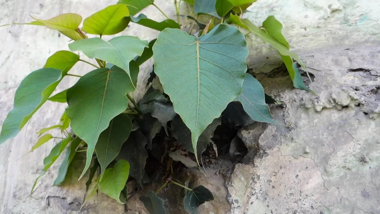 धार्मिक मान्यतेनुसार, पिंपळाच्या झाडाची पूजा करावी. काही परंपरांमध्ये शनिवारी पिंपळाच्या झाडाखाली तेलाचा दिवा लावून दुसऱ्या दिवशी झाडाच्या मुळाशी पाणी अर्पण करण्याचा सल्ला दिला जातो. 