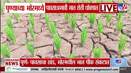 भोरमध्ये भातशेती संकटात; पावसाअभावी जमिनीला भेगा, हातातोंडाशी आलेलं....
