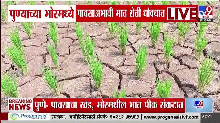 भोरमध्ये भातशेती संकटात; पावसाअभावी जमिनीला भेगा, हातातोंडाशी आलेलं पीक करपलं भोरमध्ये भातशेती संकटात; पावसाअभावी जमिनीला भेगा, हातातोंडाशी आलेलं पीक करपलं
