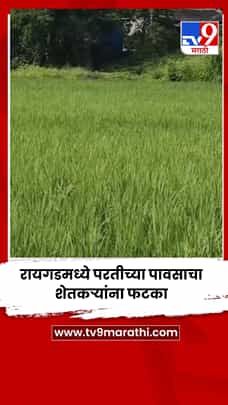 रायगडमध्ये परतीच्या पावसाचा शेतकऱ्यांना फटका-1769404