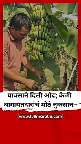 वाशिममध्ये पावसाने दिली ओढ; केळी बागायतदारांचं मोठं नुकसान