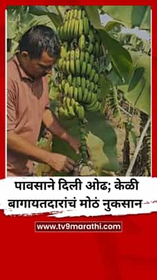वाशिममध्ये पावसाने दिली ओढ; केळी बागायतदारांचं मोठं नुकसान-1784108