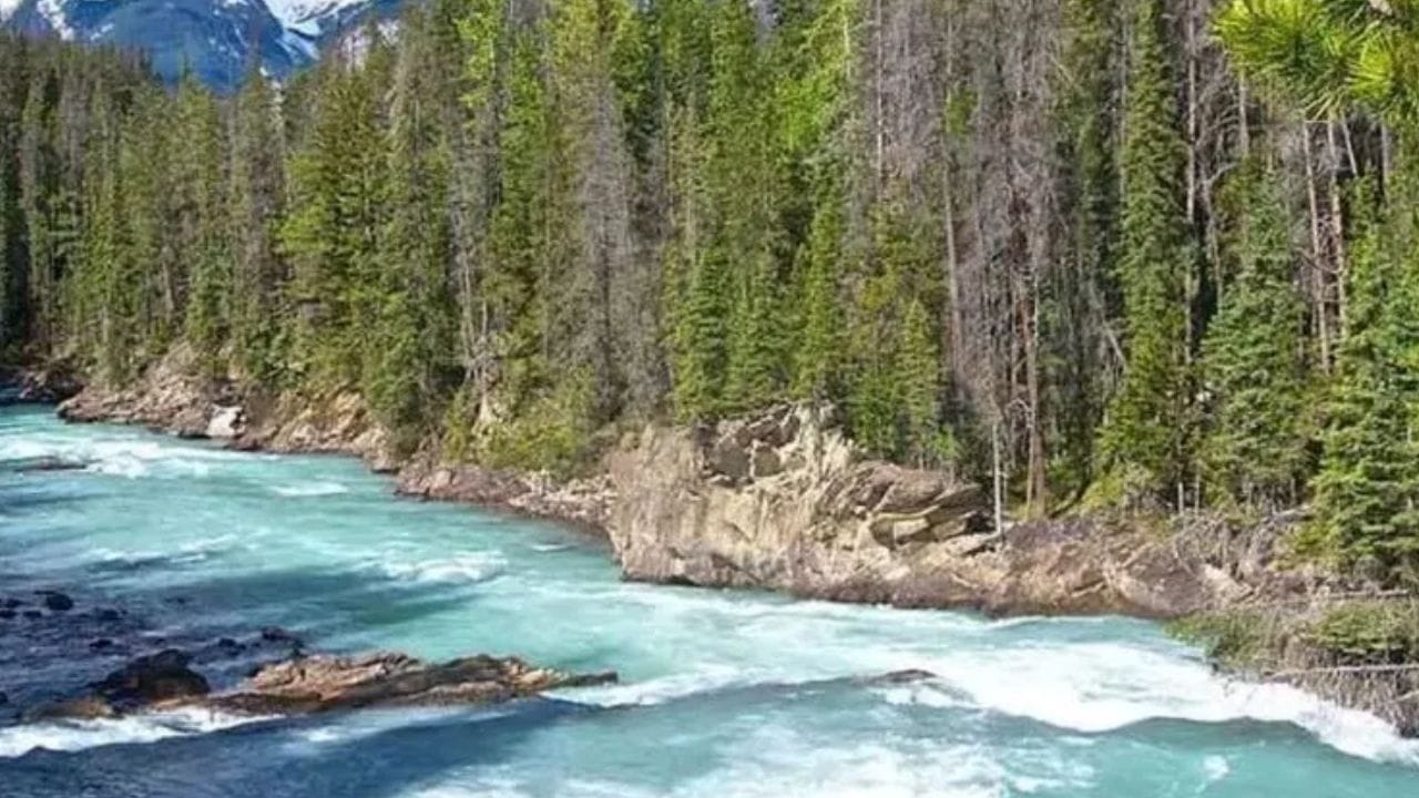 खरंतर पाण्यात राहाणारा मासा हा राहू आणि केतूच्या उर्जेला संतुलित करतो. त्यामुळे आयुष्यातील अनेक अडथळे अचानक दूर होतात. त्याचबरोबर शनीचे दुष्परिणाम आणि अडथळे कमी होतात.