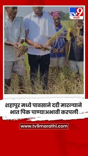 शहापूर मध्ये पावसाने दडी मारल्याने भात पिक पाण्याअभावी करपली