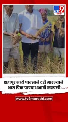 शहापूर मध्ये पावसाने दडी मारल्याने भात पिक पाण्याअभावी करपली-1773349
