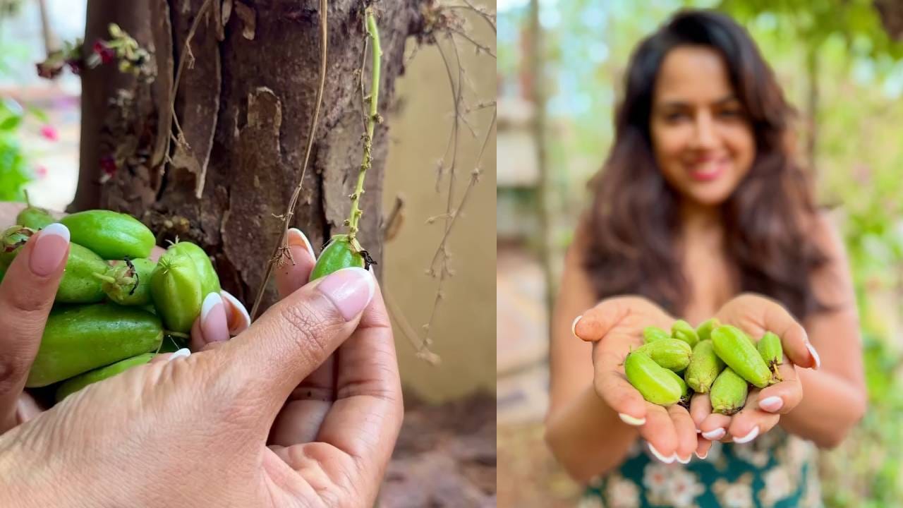 कामाबद्दल सांगायचं झालं, तर समीरा रेड्डी अनेक वर्षांनंतर यावर्षी मे महिन्यात प्रदर्शित झालेल्या ‘आखिरी सवाल’ या चित्रपटात दिसली होती. या चित्रपटात संजय दत्त मुख्य भूमिकेत होता. त्याच्यासोबत नमाशी चक्रवर्ती, त्रिधा चौधरी आणि नीतू चंद्रा यांसारखे कलाकारही महत्त्वाच्या भूमिकांमध्ये दिसले.