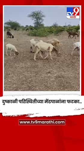 दुष्काळी परिस्थितीच्या मेंढपाळांना फटका..