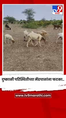 दुष्काळी परिस्थितीच्या मेंढपाळांना फटका..-1775437