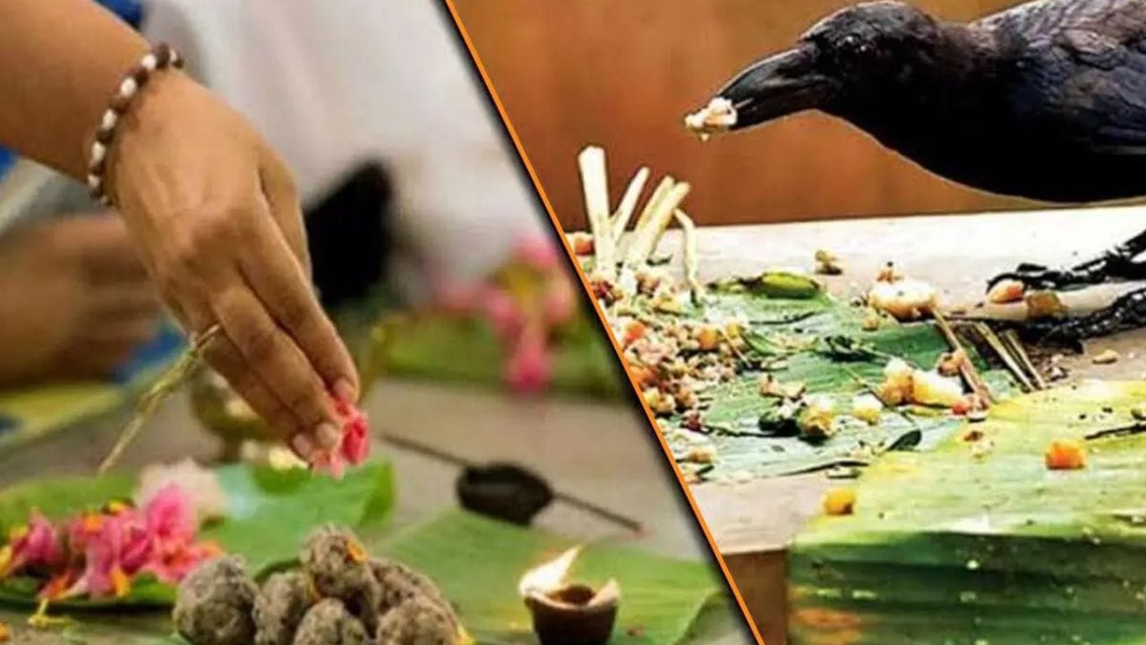 पितृपक्षात अचानक दिसले हे ५ संकेत? समजा पूर्वजांची आहे कृपादृष्टी, बदलणार नशिबाची दिशा! पितृपक्षात अचानक दिसले हे ५ संकेत? समजा पूर्वजांची आहे कृपादृष्टी, बदलणार नशिबाची दिशा!