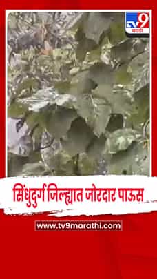 सिंधुदुर्ग जिल्ह्यात वादळी पाऊस: कुडाळ, नारुर प्रभावित, भातपीक धोक्यात-1787534