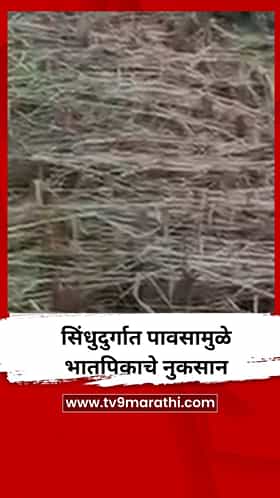 सिंधुदुर्गात पावसामुळे भातपिकाचे नुकसान