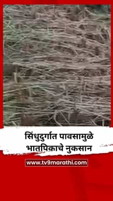 सिंधुदुर्गात पावसामुळे भातपिकाचे नुकसान-1788015