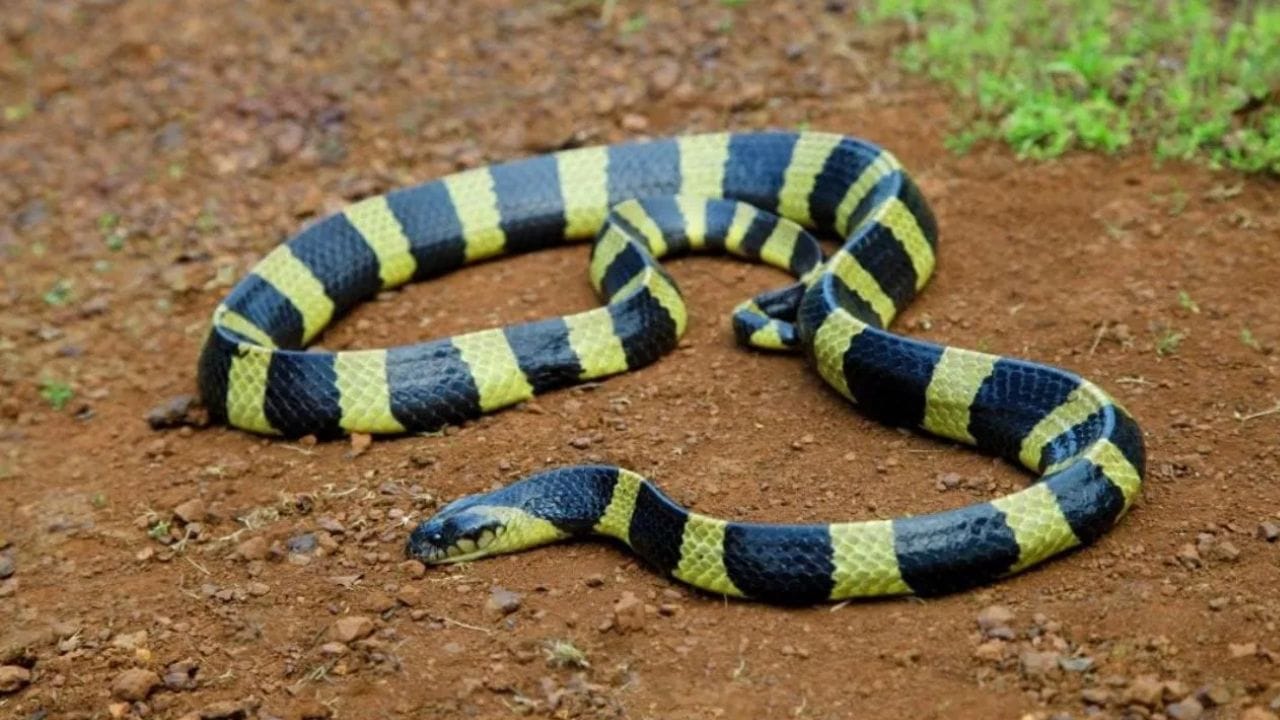 हा द्रव पदार्थ म्हणजे सापांचा साक्षात काळच, साप पुन्हा आयुष्यात घराचा उंबरा ओलांडणार नाही, आदिवासी लोकांची मास्टर ट्रीक हा द्रव पदार्थ म्हणजे सापांचा साक्षात काळच, साप पुन्हा आयुष्यात घराचा उंबरा ओलांडणार नाही, आदिवासी लोकांची मास्टर ट्रीक