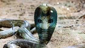 Snake Fact: मृत्यूनंतरही साप करतो हल्ला? सापाच्या या प्रजातीबद्दल ऐकलंय का? धक्कादायक माहिती...