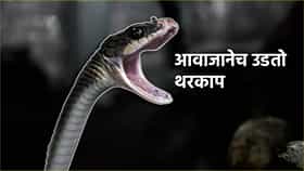 Snake Facts: फू...फूस्स! सापाचा विचित्र आवाज, भल्या भल्या पैलवानाचा उडतो थरकाप, हळूच ठोकतात धूम...