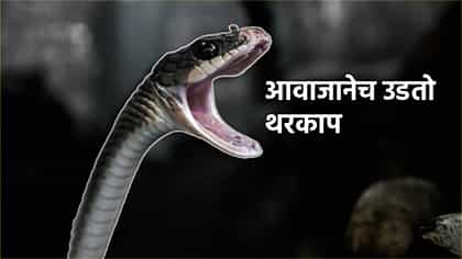 या सापाचा विचित्र आवाज, भल्या भल्या पैलवानाचा उडतो थरकाप