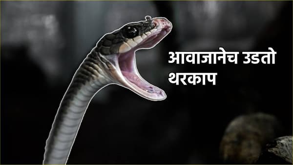 Snake Facts: फू...फूस्स! सापाचा विचित्र आवाज, भल्या भल्या पैलवानाचा उडतो थरकाप, हळूच ठोकतात धूम...