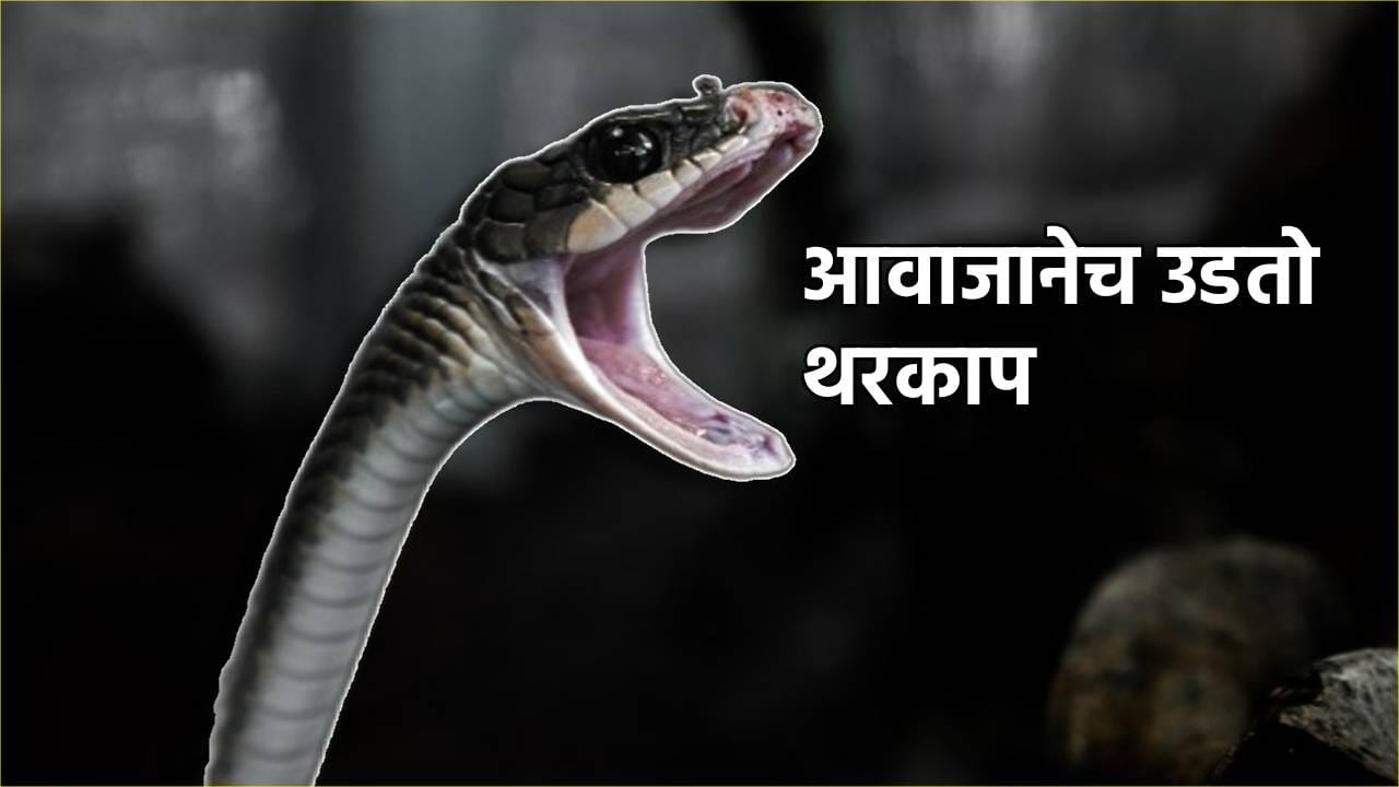 Snake Facts: फू...फूस्स! सापाचा विचित्र आवाज, भल्या भल्या पैलवानाचा उडतो थरकाप, हळूच ठोकतात धूम... Snake Facts: फू...फूस्स! सापाचा विचित्र आवाज, भल्या भल्या पैलवानाचा उडतो थरकाप, हळूच ठोकतात धूम...