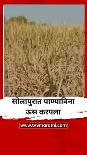 पाण्याविना ऊस करपला; जनावरही खाणार नाहीत अशी उसाची अवस्था