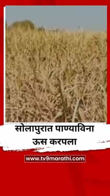 पाण्याविना ऊस करपला; जनावरही खाणार नाहीत अशी उसाची अवस्था-1782024