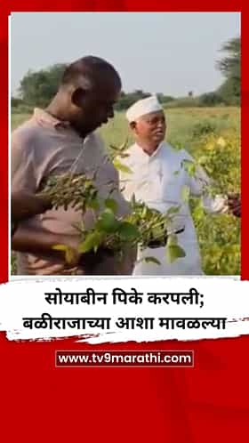 सोयाबीन पिके करपली; बळीराजाच्या आशा मावळल्या
