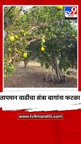 तापमान वाढीचा संत्रा बागांना फटका