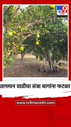 तापमान वाढीचा संत्रा बागांना फटका-1775909