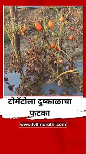 भूजल पातळी खालावली, उन्हाची तीव्रता वाढली, टोमॅटो शेतीला मोठा फटका