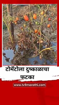 भूजल पातळी खालावली, उन्हाची तीव्रता वाढली, टोमॅटो शेतीला मोठा फटका-1780671