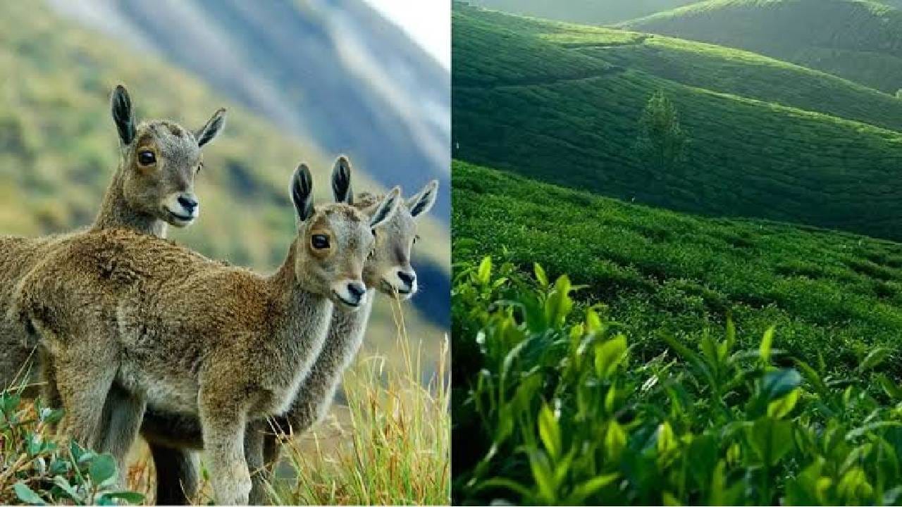 वन्यजीव प्रेमींसाठी जगातील ही 6 राष्ट्रीय उद्याने आहेत खास; भारतातील 2 ठिकाणांचाही समावेश!